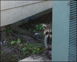 Raccoon removal and control Burke VA