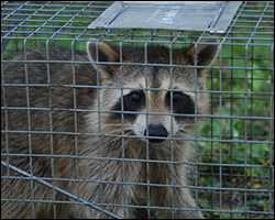 Burke wildlife trapping