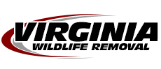 Burke Wildlife Removal